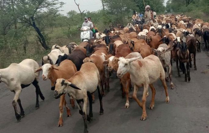Migratory shepherds in trouble due to lockdown | लॉकडाऊनमुळे स्थलांतरण करणारे मेंढपाळ अडचणीत