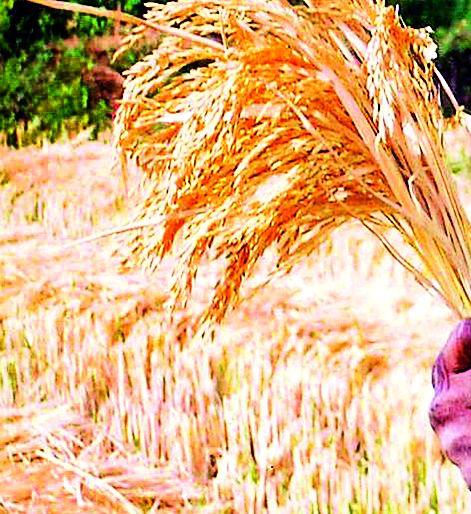 Decreased average production of rice in Sindhevahi taluka | सिंदेवाही तालुक्यात धानाच्या सरासरी उत्पादनात घट Decreased average production of rice in Sindhevahi taluka | सिंदेवाही तालुक्यात धानाच्या सरासरी उत्पादनात घट