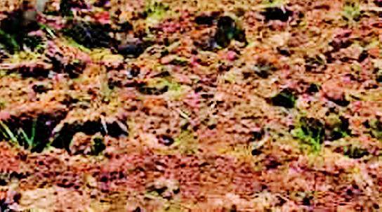 The number of hazardous factors in farmland is higher | शेतजमिनीत घातक घटकांचीच संख्या अधिक