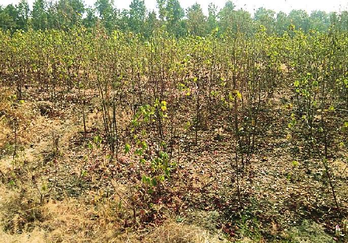 Cotton disappears on the mountain between two extremes | दोन वेच्यातच पहाडावरील कापूस गायब Cotton disappears on the mountain between two extremes | दोन वेच्यातच पहाडावरील कापूस गायब