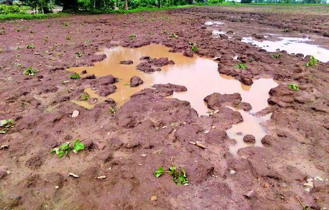 Hundreds of hectares of agriculture land | शेकडो हेक्टर शेती भूईसपाट Hundreds of hectares of agriculture land | शेकडो हेक्टर शेती भूईसपाट