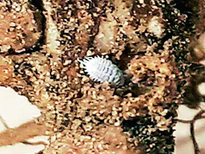 Soybean sowing increased due to increase in prices; But the mealybug crisis frightened farmers | भाव वाढल्याने सोयाबीनचा पेरा वाढला; मात्र ‘मिलीबग’च्या संकटाने शेतकरी धास्तावले Soybean sowing increased due to increase in prices; But the mealybug crisis frightened farmers | भाव वाढल्याने सोयाबीनचा पेरा वाढला; मात्र ‘मिलीबग’च्या संकटाने शेतकरी धास्तावले