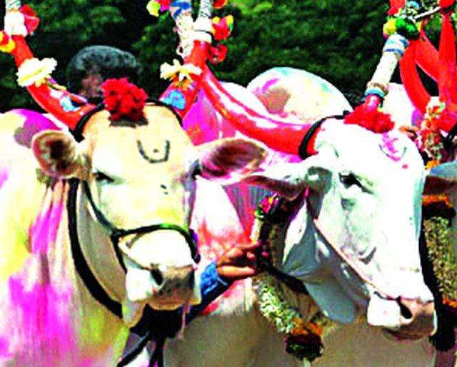 A hundred-year tradition of bull-pola celebration | बैल पोळा उत्सवाला शंभर वर्षांची परंपरा A hundred-year tradition of bull-pola celebration | बैल पोळा उत्सवाला शंभर वर्षांची परंपरा