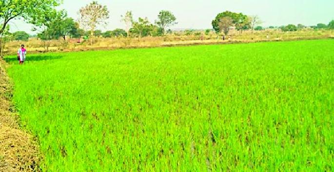 This year due to irrigation, the cultivation of rabi season increased | सिंचनामुळे यंदा रब्बी हंगाम लागवड क्षेत्र वाढले