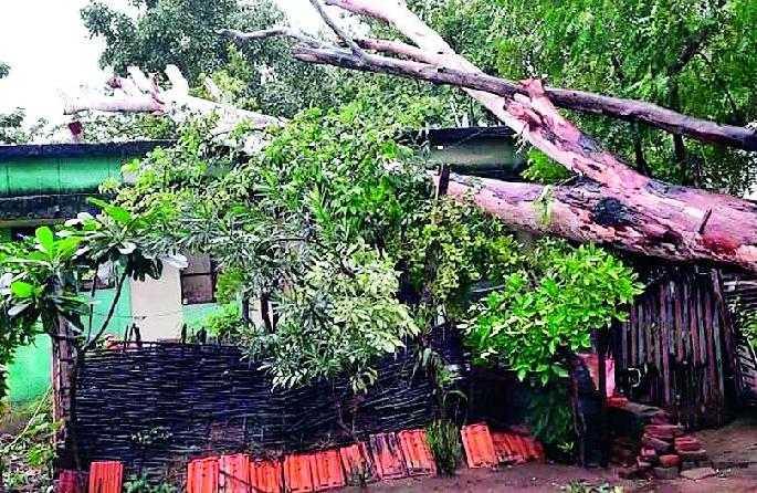The rains overwhelmed the farmers | संततधार पावसाने शेतकरी वैतागले The rains overwhelmed the farmers | संततधार पावसाने शेतकरी वैतागले