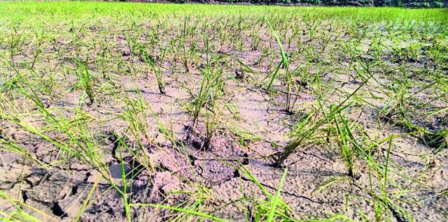 Water in the eyes of farmers due to lack of rain | पावसाअभावी शेतकऱ्यांच्या डोळ्यात पाणी Water in the eyes of farmers due to lack of rain | पावसाअभावी शेतकऱ्यांच्या डोळ्यात पाणी