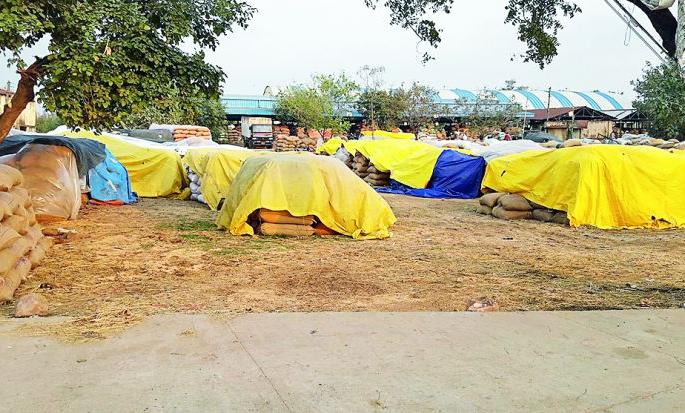 Rabi crops in crisis due to premature rains | अवकाळी पावसामुळे रबी पिके संकटात Rabi crops in crisis due to premature rains | अवकाळी पावसामुळे रबी पिके संकटात