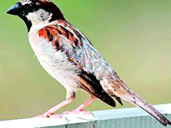 Four-tiered Sparrows-Give It to the Peas ... | चार दाणे चिमण्या-पाखरांना देऊ या... Four-tiered Sparrows-Give It to the Peas ... | चार दाणे चिमण्या-पाखरांना देऊ या...