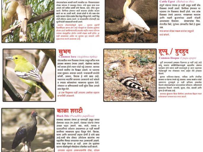 Akola city bird election campaign begins | अकोला शहर पक्षी निवडणूक प्रचाराचा नारळ फुटला Akola city bird election campaign begins | अकोला शहर पक्षी निवडणूक प्रचाराचा नारळ फुटला