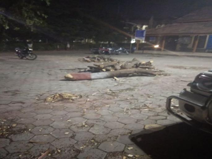 Due to obstruction of minister vehicles, four trees in Jalgaon District Collector's house have been arrested | मंत्र्यांच्या वाहनांना अडसर ठरल्याने जळगाव जिल्हाधिकारी कार्यालयात ४ वृक्षांवर कुºहाड Due to obstruction of minister vehicles, four trees in Jalgaon District Collector's house have been arrested | मंत्र्यांच्या वाहनांना अडसर ठरल्याने जळगाव जिल्हाधिकारी कार्यालयात ४ वृक्षांवर कुºहाड