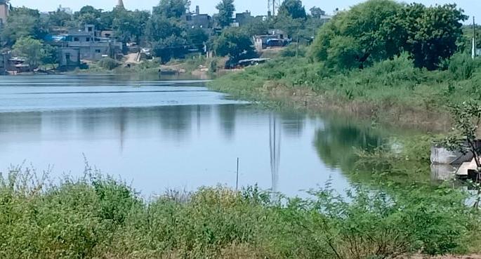 Weed out the thorny bushes to the lake | हरताळे तलावाला काटेरी झुडपांचा विळखा