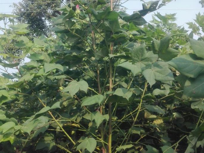 Not a green dream, but a mirage for farmers ... | हिरवं स्वप्न नव्हे, शेतकऱ्यांसाठी मृगजळच ... Not a green dream, but a mirage for farmers ... | हिरवं स्वप्न नव्हे, शेतकऱ्यांसाठी मृगजळच ...