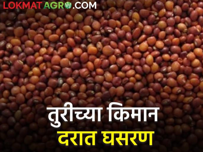 maharashtra agriculture farmer minimum rate of Turi at 6 thousand Know today's rates | तुरीचे किमान दर ६ हजारांवर; जाणून घ्या आजचे दर maharashtra agriculture farmer minimum rate of Turi at 6 thousand Know today's rates | तुरीचे किमान दर ६ हजारांवर; जाणून घ्या आजचे दर