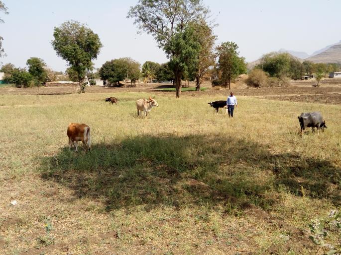The time to leave the summer onions without water | पाण्याअभावी उन्हाळ कांदे सोडून देण्याची वेळ The time to leave the summer onions without water | पाण्याअभावी उन्हाळ कांदे सोडून देण्याची वेळ