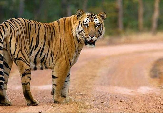 Is tiger important or man? | वाघ महत्वाचा की माणूस? Is tiger important or man? | वाघ महत्वाचा की माणूस?