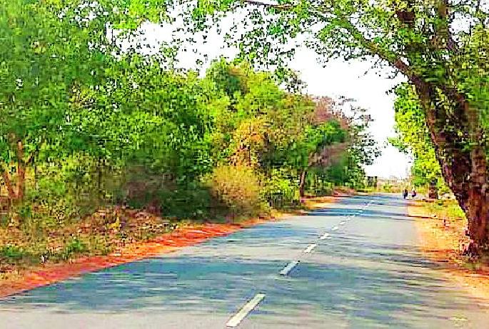 Siege of shrubs on the National Highway | राष्ट्रीय महामार्गाला झुडपांचा वेढा