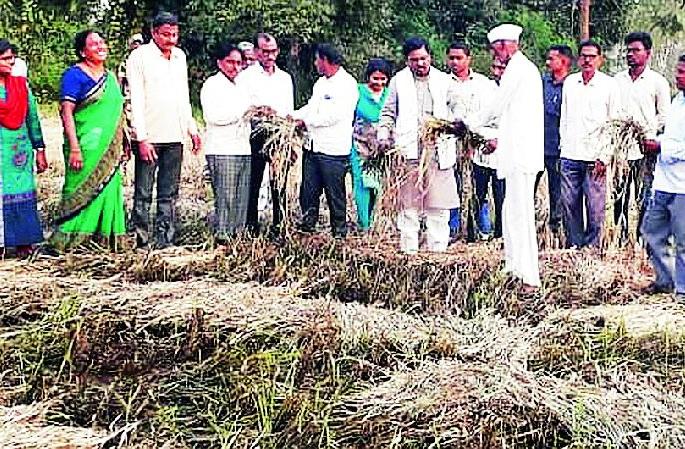MP reached on the farm | खासदार पोहोचले शेताच्या बांधावर MP reached on the farm | खासदार पोहोचले शेताच्या बांधावर