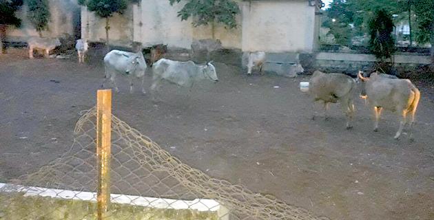 Livelihood of 60 animals killed for slaughter | कत्तलीसाठी नेणाºया ६० जनावरांना जीवदान