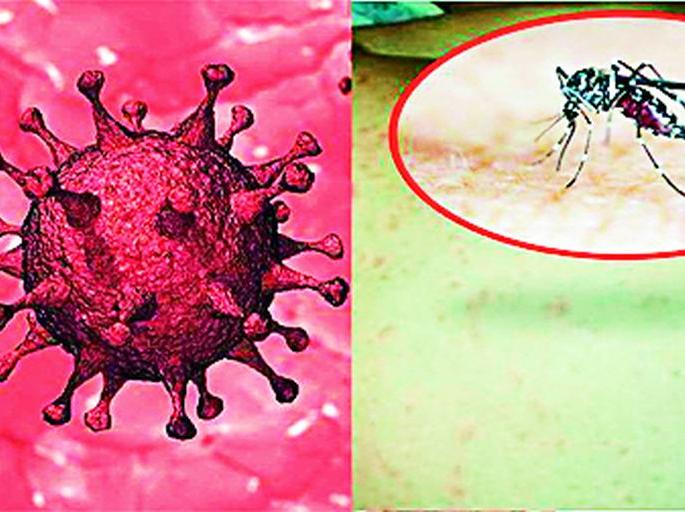 Corona slowed down; But now the fear of dengue, malaria | कोरोनाचा वेग मंदावला; पण आता डेंग्यू, मलेरियाची भीती Corona slowed down; But now the fear of dengue, malaria | कोरोनाचा वेग मंदावला; पण आता डेंग्यू, मलेरियाची भीती