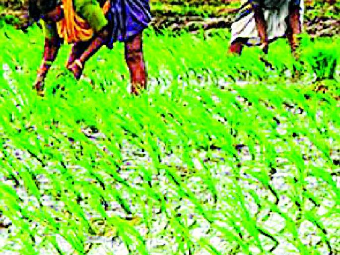Organic Farming to be 5000 acres | पाच हजार एकरवर होणार सेंद्रिय शेती