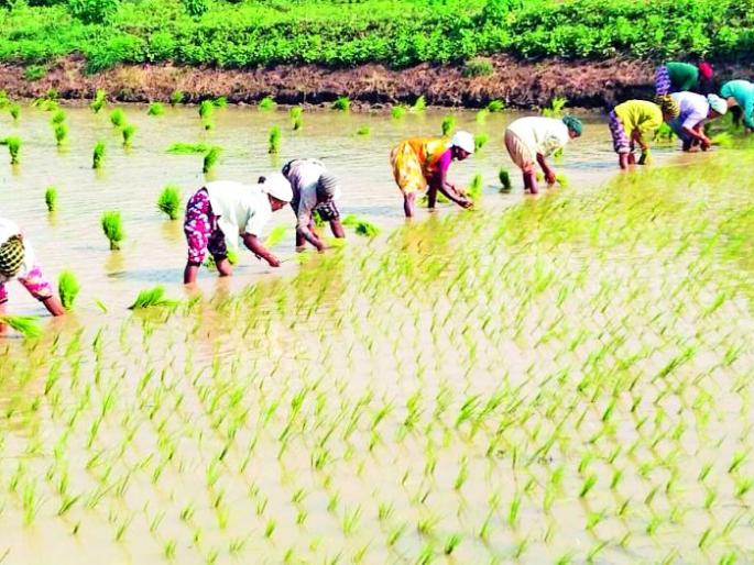 Lack of rain delays in final stage of Ravani works | अंतिम टप्प्यातील राेवणीच्या कामांचा पावसाअभावी खाेळंबा