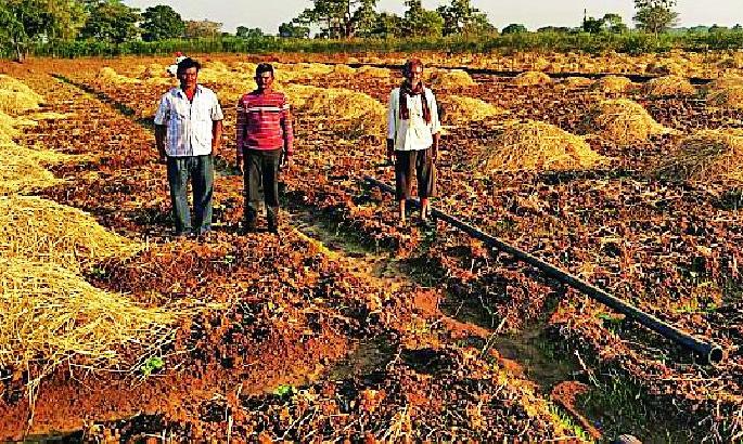 Farmers' attitude towards Carle crop | कारले पिकाकडे शेतकऱ्यांचा कल Farmers' attitude towards Carle crop | कारले पिकाकडे शेतकऱ्यांचा कल