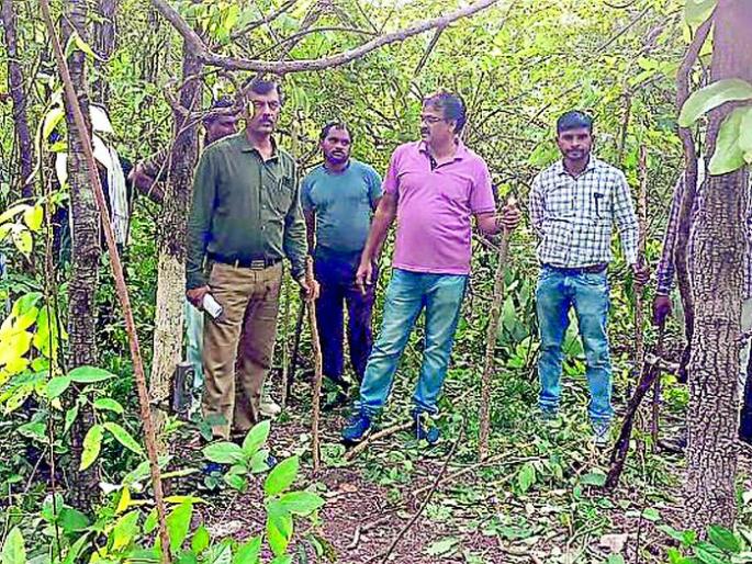 On the second day in a row, Wagha achieved the innings | सलग दुसऱ्या दिवशी वाघाने साधला डाव On the second day in a row, Wagha achieved the innings | सलग दुसऱ्या दिवशी वाघाने साधला डाव
