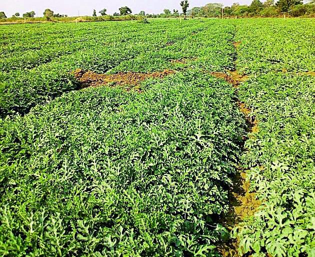 The area of watermelon cultivation increased in the district | जिल्ह्यात टरबूज लागवडीचे क्षेत्र वाढले The area of watermelon cultivation increased in the district | जिल्ह्यात टरबूज लागवडीचे क्षेत्र वाढले