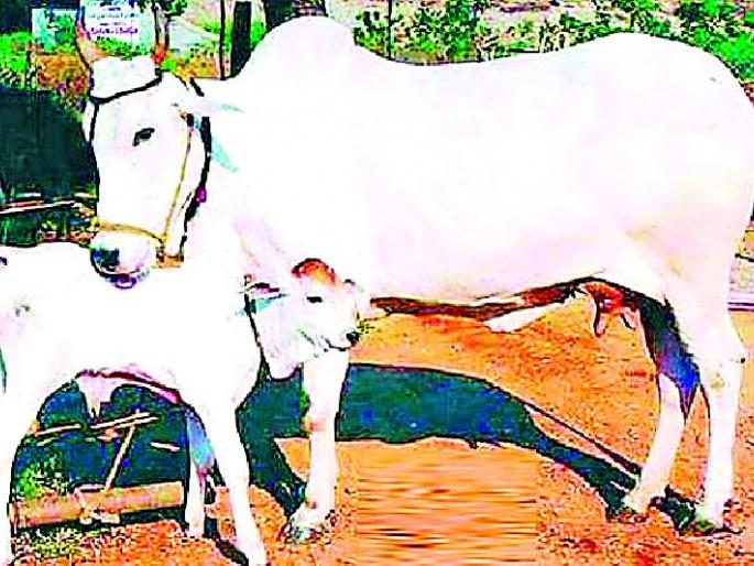 Kamdhenu increased 20 percent milk production | कामधेनूने वाढविले २० टक्के दूध उत्पादन