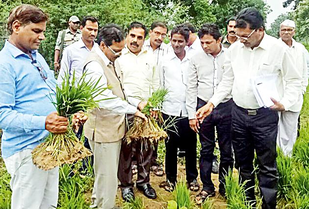 Crop Scenarios | पीक परिस्थितीची पाहणी