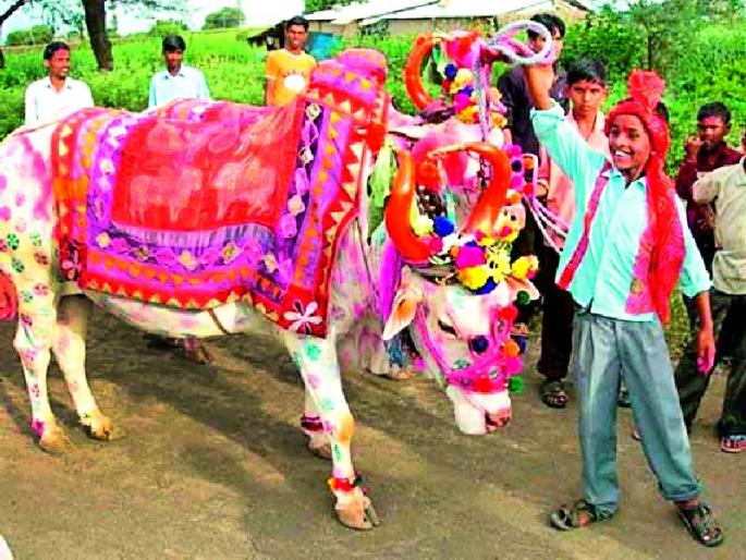 Due to decreasing bulls, importance remains | बैल कमी झाले तरी महत्त्व कायम Due to decreasing bulls, importance remains | बैल कमी झाले तरी महत्त्व कायम