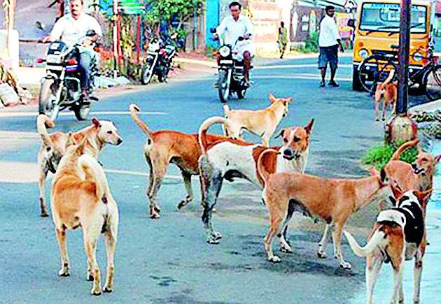 Third time tender for dog breeding | कुत्र्यांच्या निर्बीजीकरणासाठी तिसऱ्यांदा निविदा Third time tender for dog breeding | कुत्र्यांच्या निर्बीजीकरणासाठी तिसऱ्यांदा निविदा