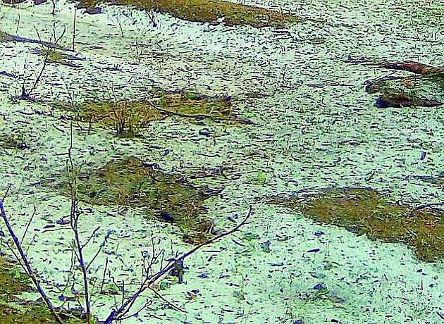 Wait and Watch to help the hailstormed farmers | गारपीटग्रस्त शेतकऱ्यांचे मदतीसाठी वेट अ‍ॅन्ड वॉच