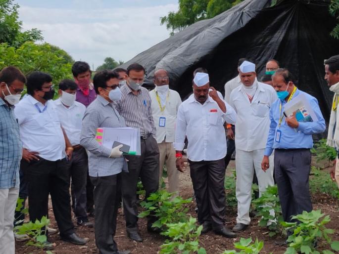 Crop inspection by the Principal Secretary, Department of Agriculture | कृषी विभागाच्या प्रधान सचिवांकडून पीक पाहणी Crop inspection by the Principal Secretary, Department of Agriculture | कृषी विभागाच्या प्रधान सचिवांकडून पीक पाहणी