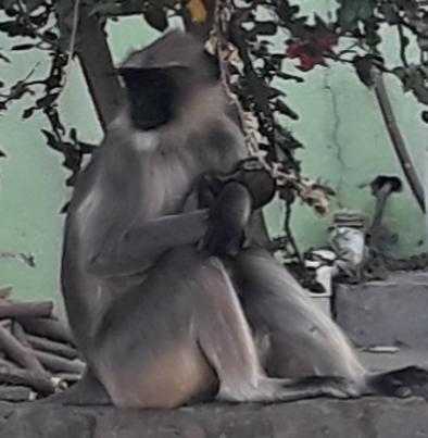 Humiliated human beings after looking wild affection | पशुममतेपुढे ओशाळली माणुसकी