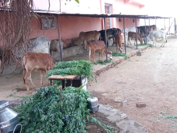 In the famine, charity to Gaushala | दुष्काळात गोशाळेला स्वखर्चाने दिला मदतीचा हात In the famine, charity to Gaushala | दुष्काळात गोशाळेला स्वखर्चाने दिला मदतीचा हात