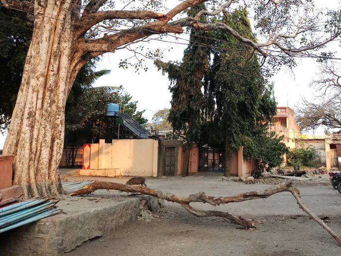 The elderly killed by planting the tree and killing them | झाडाची फांदी अंगावर पडून वृद्ध ठार The elderly killed by planting the tree and killing them | झाडाची फांदी अंगावर पडून वृद्ध ठार