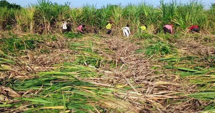 The villagers have come to take free sugarcane | मोफत ऊस नेण्यासाठी सरसावले ग्रामस्थ