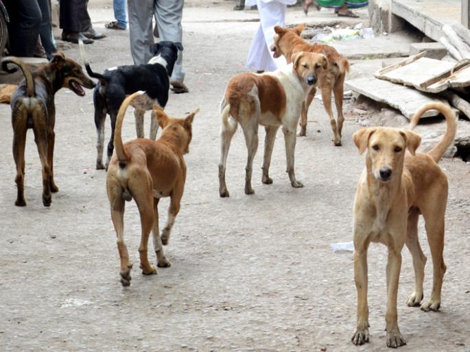 Dogs bite 269 people in 21 days | २१ दिवसांत २६९ जणांना कुत्र्यांचा चावा Dogs bite 269 people in 21 days | २१ दिवसांत २६९ जणांना कुत्र्यांचा चावा
