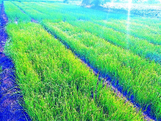 Time to sell onion seedlings due to water scarcity | पाणीटंचाईमुळे कांदा रोपे विकण्याची वेळ Time to sell onion seedlings due to water scarcity | पाणीटंचाईमुळे कांदा रोपे विकण्याची वेळ