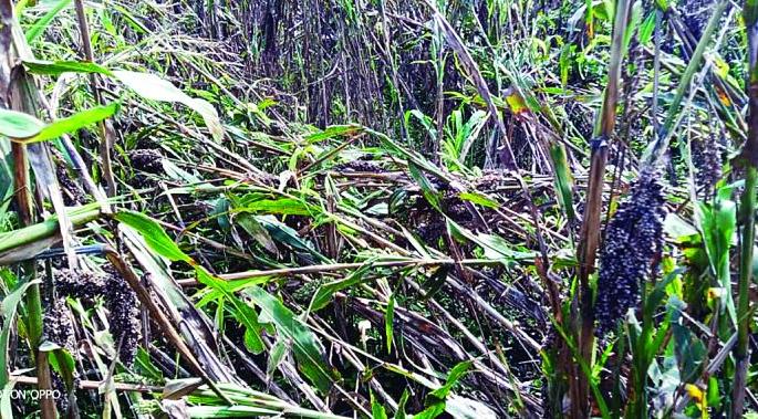 Final crop loss report on Monday | पीक नुकसानाचा अंतिम अहवाल सोमवारी Final crop loss report on Monday | पीक नुकसानाचा अंतिम अहवाल सोमवारी