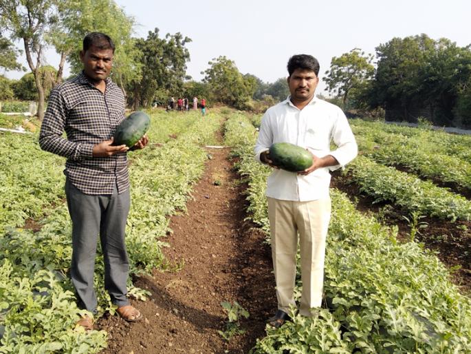 Half an acre of Kalingadan was given one and a half lakhs | अर्ध्या एकरातल्या कलिंगडानं दिला साडेचार लाख पैका Half an acre of Kalingadan was given one and a half lakhs | अर्ध्या एकरातल्या कलिंगडानं दिला साडेचार लाख पैका