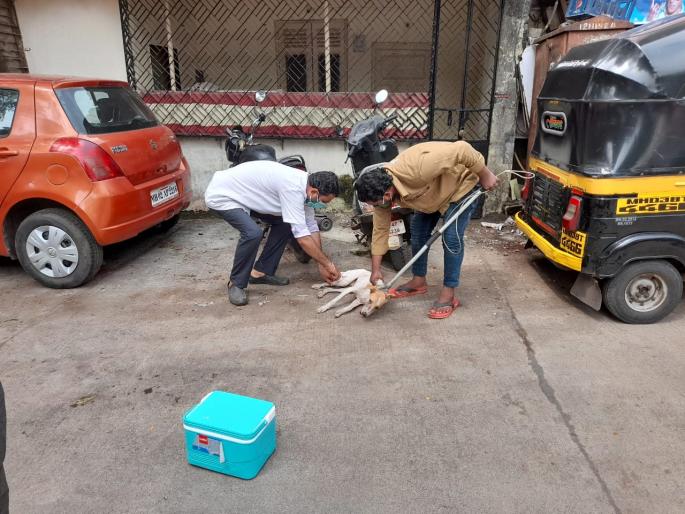 Rabies vaccination of stray dogs has gained momentum | भटक्या कुत्र्यांच्या रेबीज लसीकरणाने पकडला वेग Rabies vaccination of stray dogs has gained momentum | भटक्या कुत्र्यांच्या रेबीज लसीकरणाने पकडला वेग