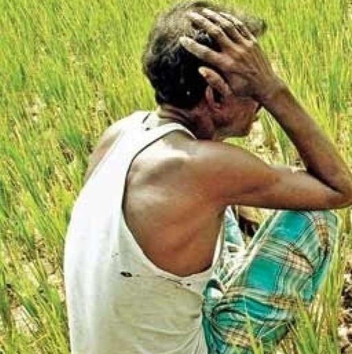 Kharif crops accompanied Baliraja | खरीपाच्या पिकांनी दिली बळीराजाला साथ Kharif crops accompanied Baliraja | खरीपाच्या पिकांनी दिली बळीराजाला साथ