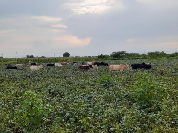 Farmers suffer from lasalgavi mokat cattle | लासलगावी मोकाट जनावरांमुळे शेतकरी त्रस्त Farmers suffer from lasalgavi mokat cattle | लासलगावी मोकाट जनावरांमुळे शेतकरी त्रस्त