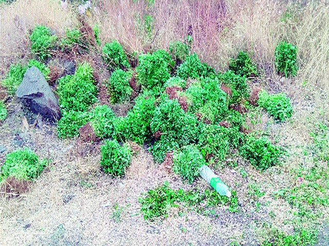 Farmers threw fenugreek on the road | शेतकऱ्यांनी मेथी फेकली रस्त्यावर Farmers threw fenugreek on the road | शेतकऱ्यांनी मेथी फेकली रस्त्यावर