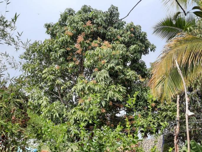 Mango seal in Katwan area | काटवन परिसरात आंब्याला मोहर