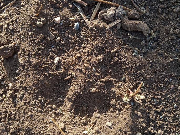 Firebird fled with a leopard, but the fire broke out! | फटाक्याने बिबट्या पळाला, मात्र उकीरडा पेटला! Firebird fled with a leopard, but the fire broke out! | फटाक्याने बिबट्या पळाला, मात्र उकीरडा पेटला!