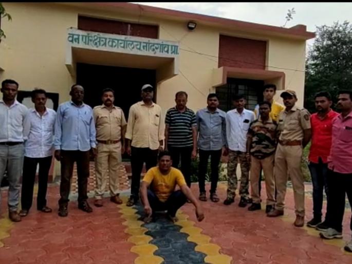 Main suspect arrested in peacock poaching case | मोराच्या शिकारप्रकरणी मुख्य संशयितास अटक Main suspect arrested in peacock poaching case | मोराच्या शिकारप्रकरणी मुख्य संशयितास अटक