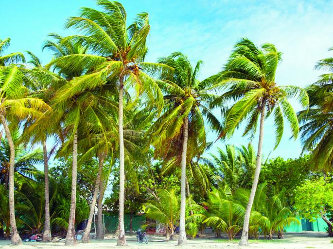 Kalpakshi Rusla, import coconut smile, demand big and short supply is small | कल्पवृक्ष रूसला, आयात नारळ हसला, मागणी मोठी अन् पुरवठा छोटा Kalpakshi Rusla, import coconut smile, demand big and short supply is small | कल्पवृक्ष रूसला, आयात नारळ हसला, मागणी मोठी अन् पुरवठा छोटा